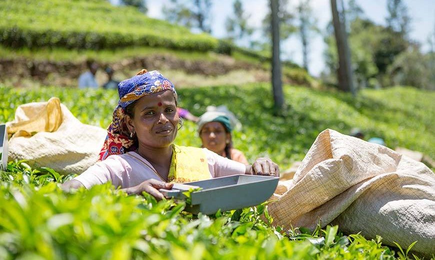 11179 Tea Worker Sri Lanka 870