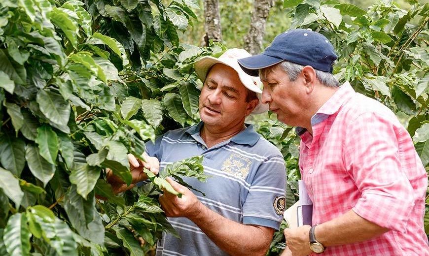 17586 Auditor Coffee Farmer Leaves 870