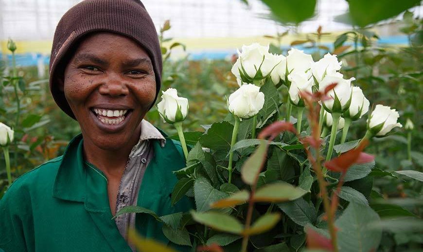 17854 Flower Worker Roses Kenya 870