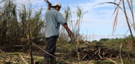 Francisco Hernandez, 33, from Xaibé, cuts sugar cane at the plot of local BSCFA member Leocadio Hoy. Belize Sugar Cane Farmers Association (BSCFA), Xaibé, Corozal, Belize.