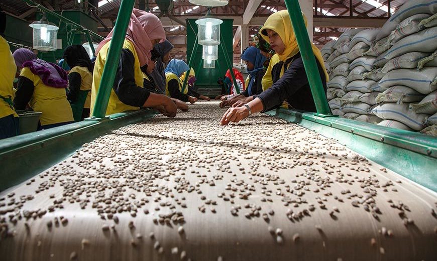 20569 Quality Control Coffee Indonesia 870