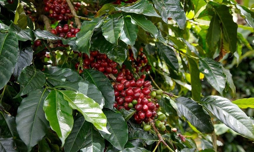 20590 KBQB Coffee Cherries 870