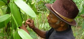 Vanilla is a labour-intensive crop that requires pollination by hand outside of its native habitat in Central America. Madagascar currently producers 80% of the world’s supply.