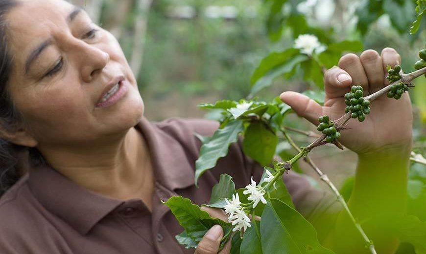 21639 Honduras Coffee Farmer 870
