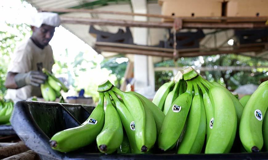 22477 Adding Fairtrade Mark Bananas 870