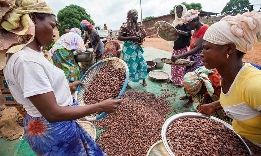 26491 Women Sorting Cocoa 870