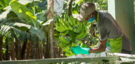 A banana worker inspecting a banana plant