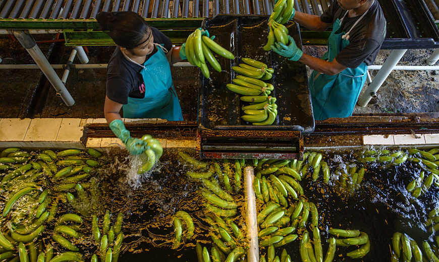 Workers at Coobana cooperative washing bananas before packaging.