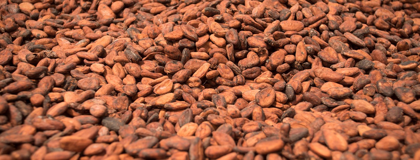 Image of cocoa