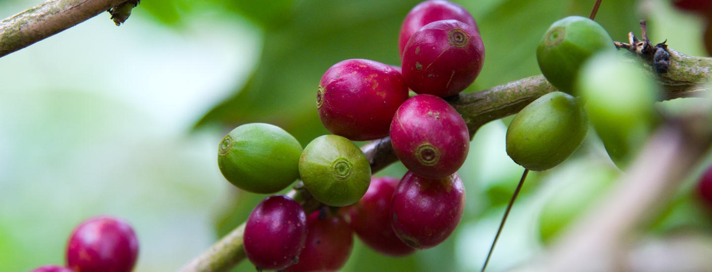 Image of coffee cherries