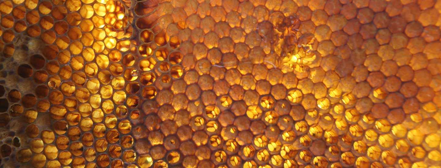 Image of a honeycomb