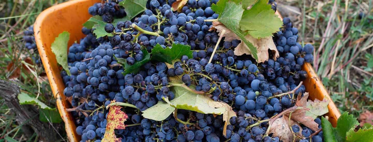 Image of wine grapes
