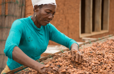 Woman sorting Cocoa