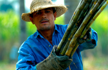 Man carrying sugar cane